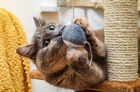 Cat Enrichment Ideas to Keep Your Indoor Cat Happy