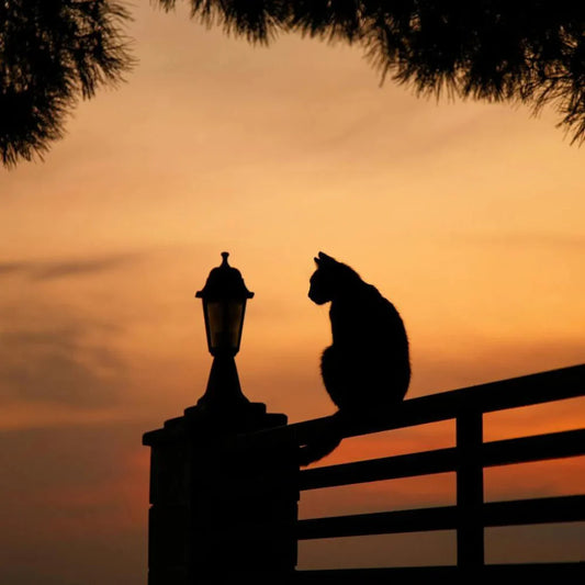 Pet Memorial Month: A Time to Honor Our Beloved Companions
