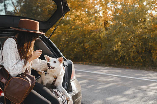 Tips & Tricks for the Best Road Trip with Your Dog