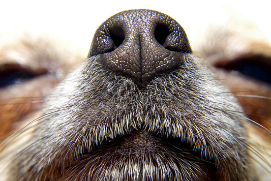 The Amazing Power of a Dog’s Nose